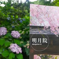 明月院（あじさい寺）の写真・動画_image_614362
