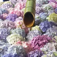 鶴岡八幡宮の写真・動画_image_614363