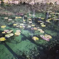 根道神社の写真・動画_image_62151
