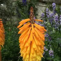 University of Oxford Botanic Gardenの写真・動画_image_62344