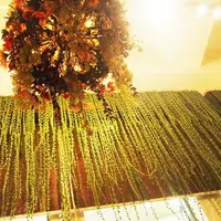 ミクロコスモス （MICROCOSMOS）の写真・動画_image_63344