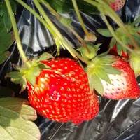 佐野農業協同組合 佐野観光農園いちご畑の写真・動画_image_65628