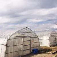 佐野農業協同組合 佐野観光農園いちご畑の写真・動画_image_65629