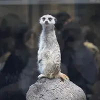 上野動物園の写真・動画_image_658698