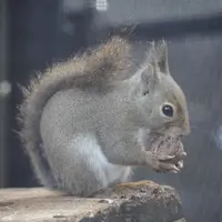 上野動物園の写真・動画_image_658699