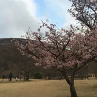 さくらの里の写真・動画_image_66148