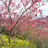 寝姿山展望台の写真・動画_image_67453