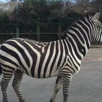 伊豆アニマルキングダムの写真・動画_image_67464