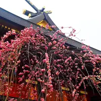 湯島天満宮（湯島天神）の写真・動画_image_67540