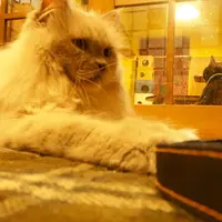 ネコリパブリック東京 お茶の水店の写真・動画_image_67542
