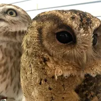 いけふくろうカフェの写真・動画_image_67543