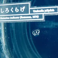 京都水族館の写真・動画_image_67709
