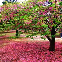 代々木公園の写真・動画_image_67710