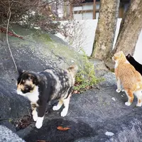 桃源台駅の写真・動画_image_67717