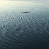 スナメリの入り江の写真・動画_image_67805