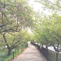 河津川の写真・動画_image_67818