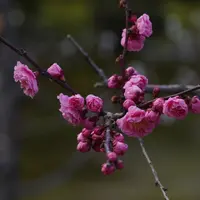 兼六園の写真・動画_image_678365