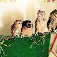 フクロウのみせの写真・動画_image_67853