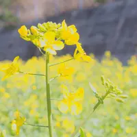 翠波高原の写真・動画_image_68396