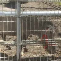 馬事公苑の写真・動画_image_68527