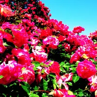 こどものくにの写真・動画_image_68622