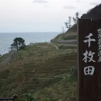 白米千枚田の写真・動画_image_68659