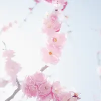 兼六園の写真・動画_image_68773