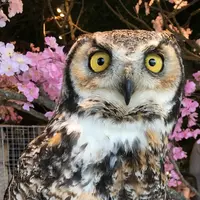 鎌倉乃フクロウの森の写真・動画_image_69093