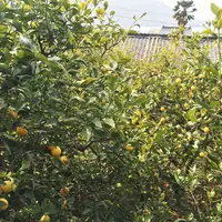 三角島の写真・動画_image_69146