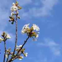 鶴岡八幡宮の写真・動画_image_69307