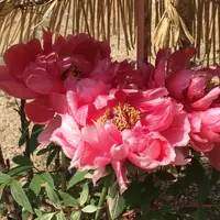 長谷寺の写真・動画_image_69836