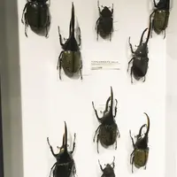 神奈川県立生命の星・地球博物館の写真・動画_image_69989
