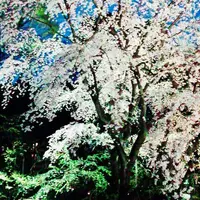 六義園の写真・動画_image_70193