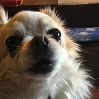 山上染物店の写真・動画_image_70208