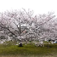 弁天公園の写真・動画_image_71459