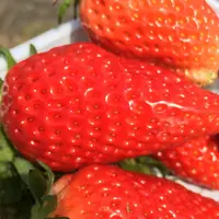 二郎いちご狩の写真・動画_image_71613