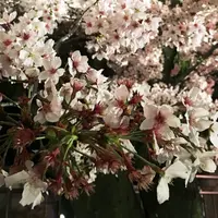 神戸市立王子動物園の写真・動画_image_71622