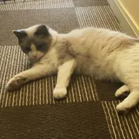 鈴谷４丁目の写真・動画_image_72077