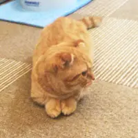 鈴谷４丁目の写真・動画_image_72078