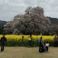 一心行の大桜の写真・動画_image_72215