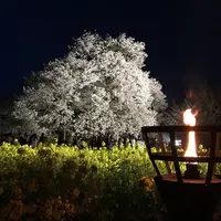 一心行の大桜の写真・動画_image_72216