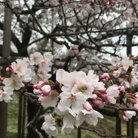 観音桜の写真・動画_image_72218