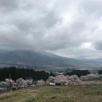 観音桜の写真・動画_image_72219