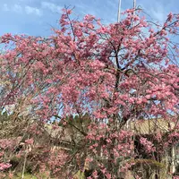阿蘇フォークスクールの写真・動画_image_72232