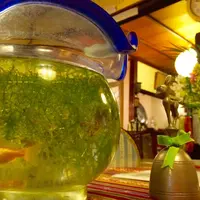 うぶ出し屋 ほうきの写真・動画_image_72570