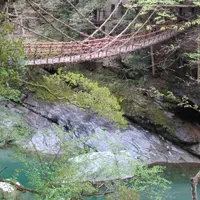 祖谷のかずら橋の写真・動画_image_72948