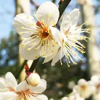 長谷寺の写真・動画_image_73459