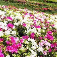 湘南国際村センターの写真・動画_image_73619