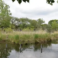 善福寺公園の写真・動画_image_73634