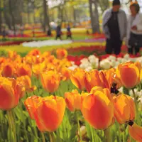 国営ひたち海浜公園の写真・動画_image_74175